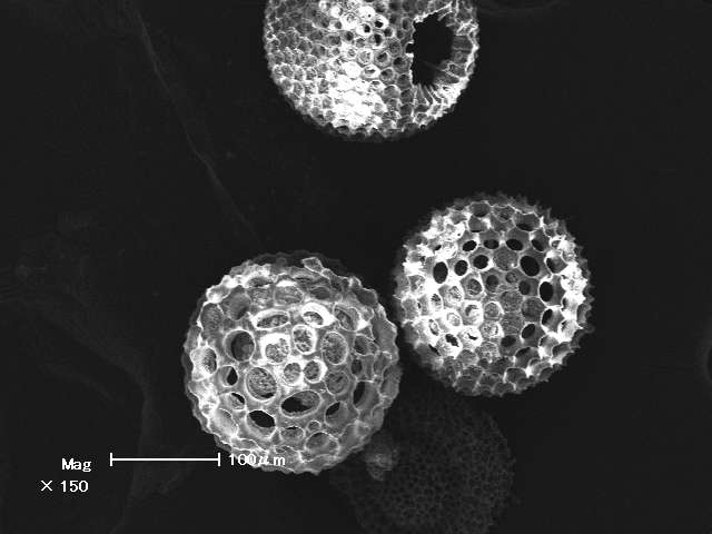sem (11).jpg